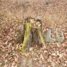 Hoagland Stump Gridning 4